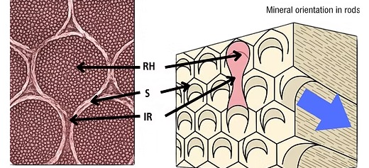Diagram showing chromogens penetrating the enamel rod sheath network and migrating along the rod orientation