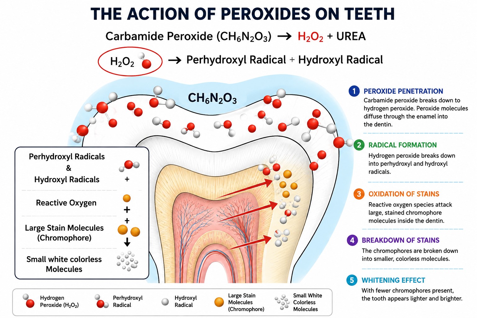 Diagram showing the five steps of how peroxide whitens teeth: penetration, radical formation, oxidation of stains, breakdown of stains, and the whitening effect